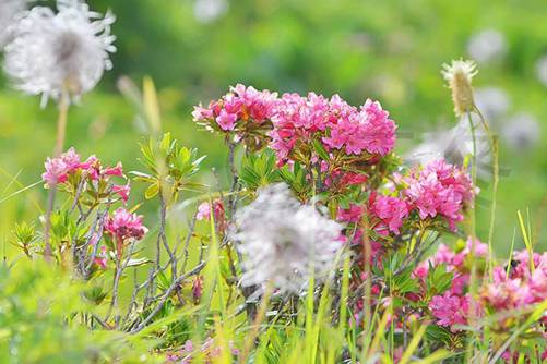 天冬的功效与作用，天冬能泡酒煲粥可以镇咳祛痰