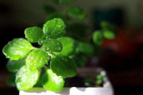 碰碰香怎么养？把握下面3点养殖方法碰碰香马上一盆变十盆