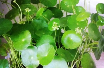 铜钱草怎么养水培茂盛