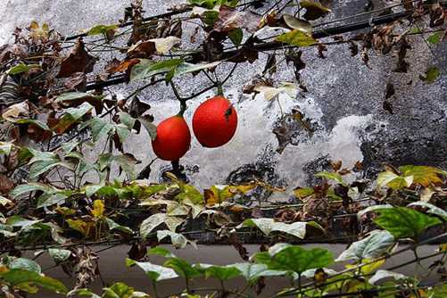 木鳖子的功效与作用，木鳖子图片欣赏