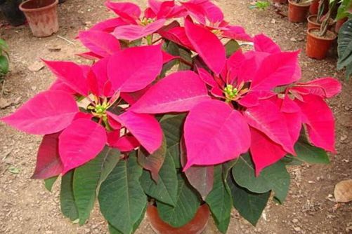 圣诞花怎么养？带你全面了解圣诞花的品种