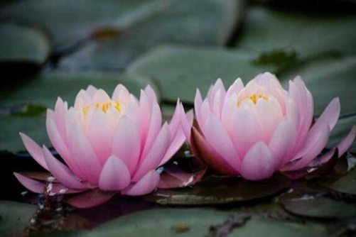 睡莲的风水禁忌，家里可以养睡莲吗