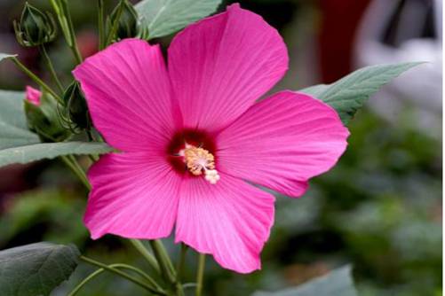 大花秋葵和秋葵有什么区别？大花秋葵和秋葵原来是这样区分的