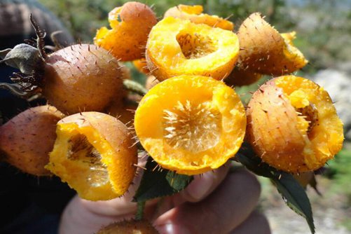 刺梨的价格贵吗多少钱一斤，怎么挑选到清香美味的刺梨