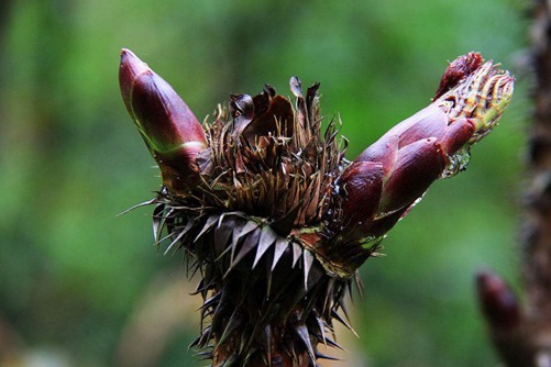 “百草之王”的刺老芽种植方法,刺老芽功效介绍