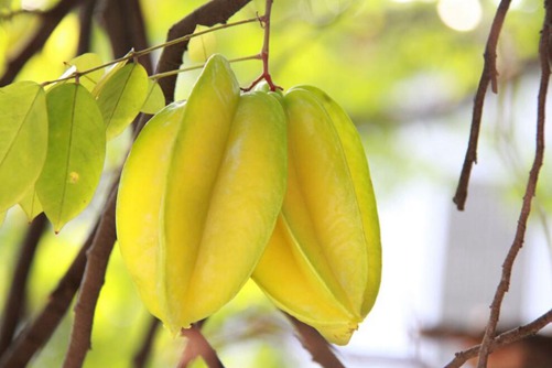 杨桃该怎样保鲜，试试这样做，保存时间长更长更好吃