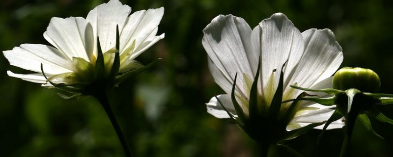 白色格桑花的花语