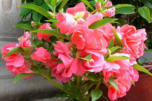 凤仙花的作用与功效，可以通经活血及利尿解毒