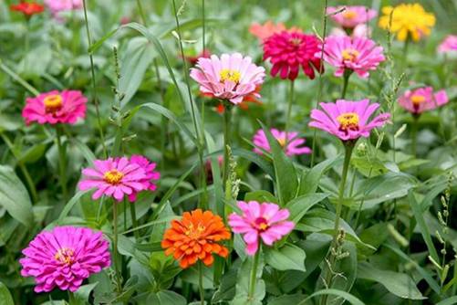 百日草冬天会死吗，了解百日草的习性就不会死