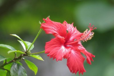 扶桑花怎么修剪？扶桑花的修剪方法