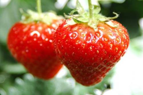 草莓的营养价值，这些好处种草莓的也不一定知道