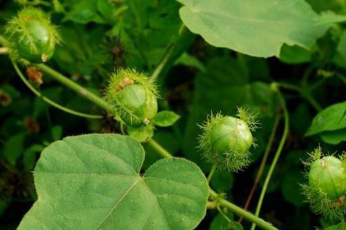 龙珠果多少钱一斤？市场龙珠果的价格在这里，别上当了