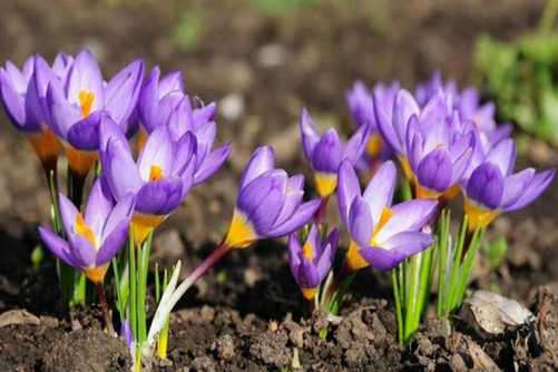 番红花图片，昂贵的香料 美丽的花朵