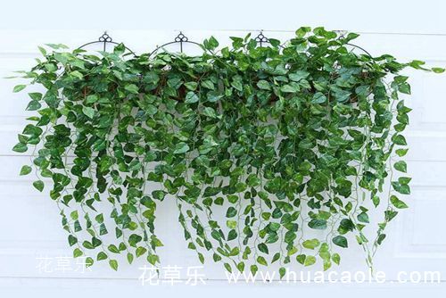 绿萝花语介绍 送人绿萝表达什么寓意