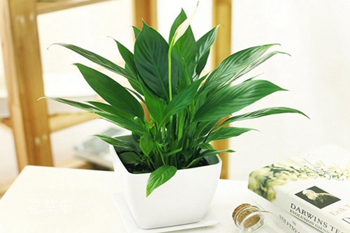 白掌怎么养，能轻松解决叶子发黄，让白掌叶子一直绿油油