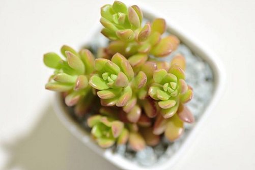 塔洛克图片 容易爆盆群生的塔洛克多肉