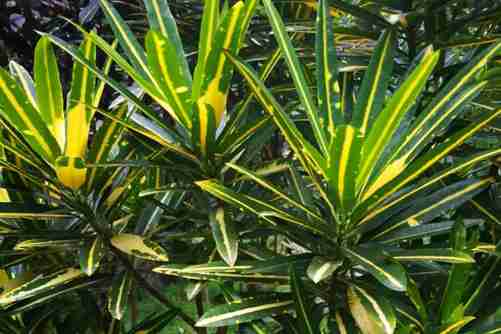 变色木图片，变色木 花脸大王