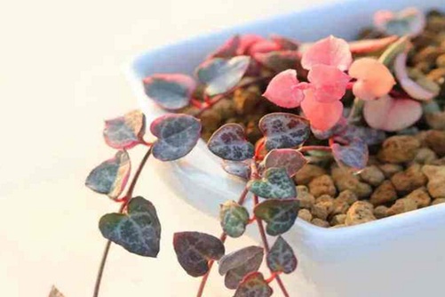 爱之蔓怎么繁殖，爱之蔓这样养才能爆盆长成瀑布