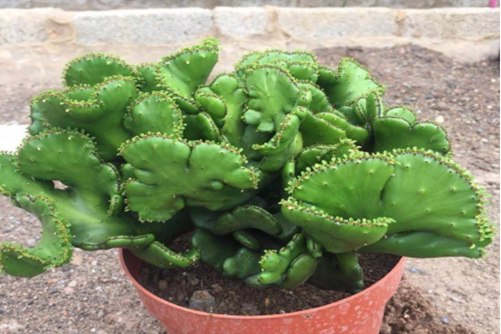 多肉植物彭珊瑚的养殖方法，长残了都这么“好看”多肉