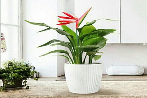 天堂鸟放客厅风水好吗？