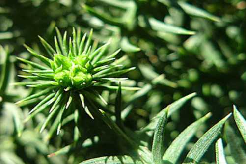 澳洲杉的寓意，澳洲杉生命力强劲的室内植物