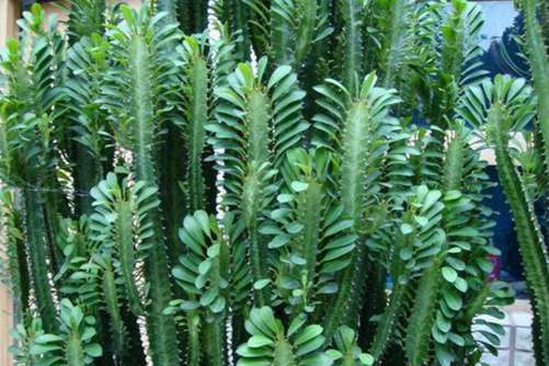 巴西龙骨的养殖方法和注意事项，巴西龙骨这样养群峰利剑