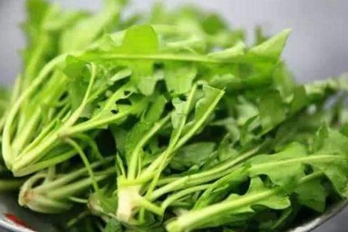 刺儿菜的功效与作用，刺儿菜这样吃最美味
