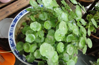 铜钱草土栽方法