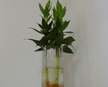 花语大全：莲花竹的花语及寓意