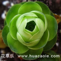 这么好看的山地玫瑰真的不了解一下吗