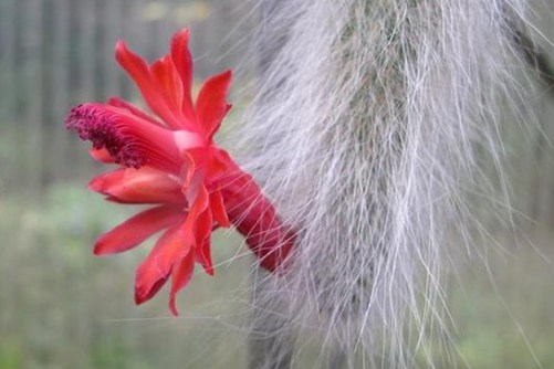 猴尾柱怎么养长得快，这样养猴尾柱长出毛茸茸的狐狸尾巴，还开出红花