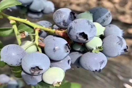 这四种水果过了25岁坚持吃，让你永远十八