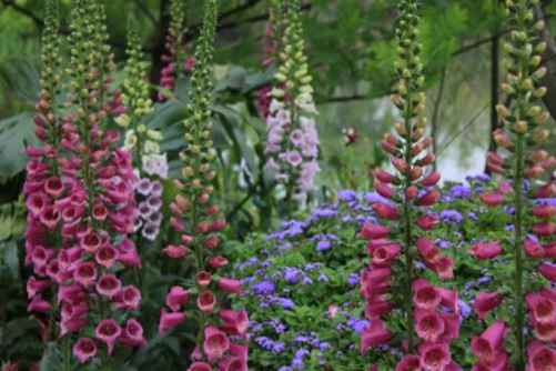 毛地黄的养殖方法，毛地黄这样养 花量多得惊人