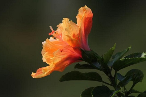 朱槿花图片，高清朱槿花图片欣赏