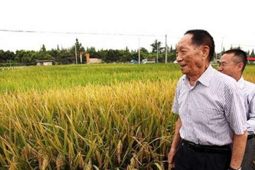 晚稻亩产911.7公斤！袁隆平团队成功冲击纪录