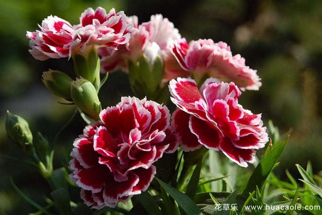 花草开花为什么需要光照