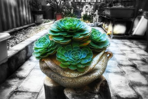 玉蝶图片欣赏，愿如少年鲜衣怒马，仗剑天涯