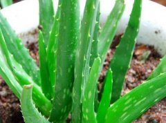 芦荟花语和芦荟的传说