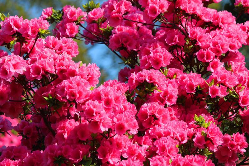 花语代表背叛爱情的花你知道吗？