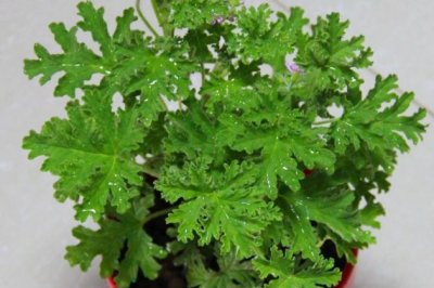 夏季养殖植物驱蚊需谨慎，选错了驱蚊草，驱蚊效果不好还伤身！