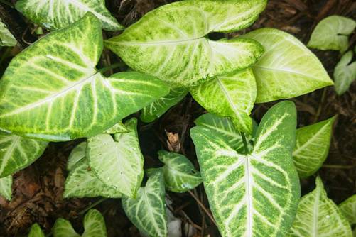 合果芋的功效与作用 合果芋简单又好养，大家可以尝试