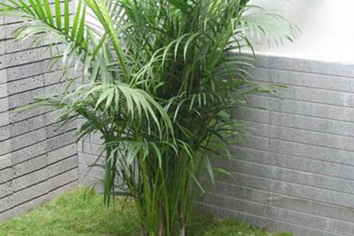 凤尾竹的养殖方法，凤尾竹的风水作用