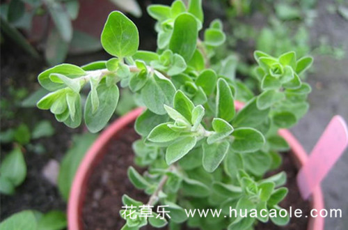 幸福、安详马约兰的花语