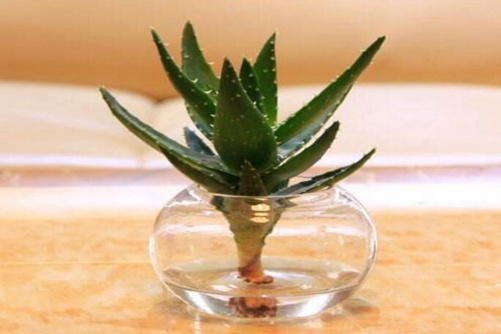 水培芦荟的养殖方法介绍，原来芦荟这样养观赏价值更高