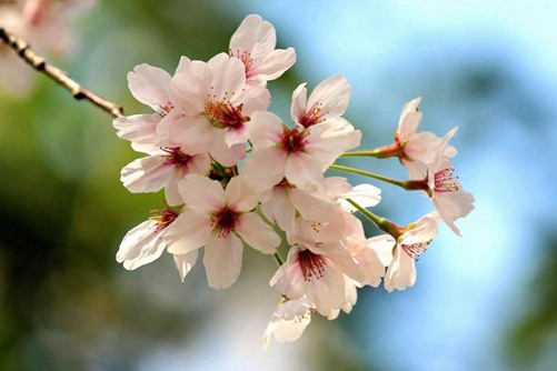 樱花 处女座的星座花