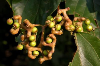 拐枣（鸡爪梨）的功效与作用