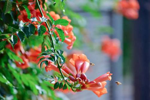 凌霄花图 凌霄多半绕棕榈，深染栀黄色不如