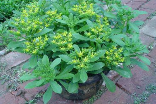 珍珠菜有毒吗，珍珠菜不仅是美味的野菜还能清热解毒