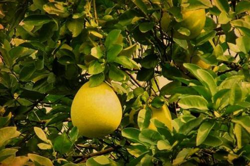 香泡的功效与作用，香泡不仅能吃,原来功效还这么多