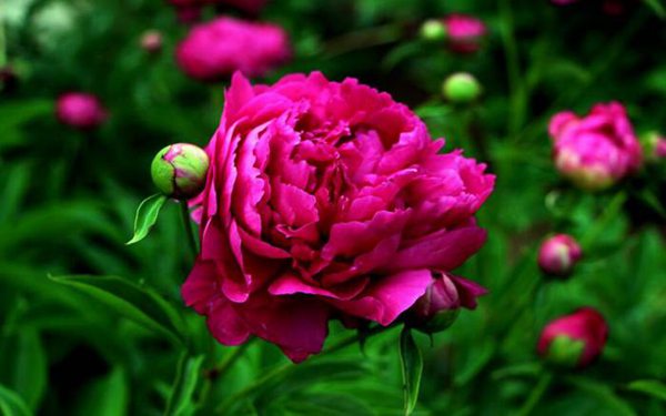 芍药花图片，高清芍药花图片大全